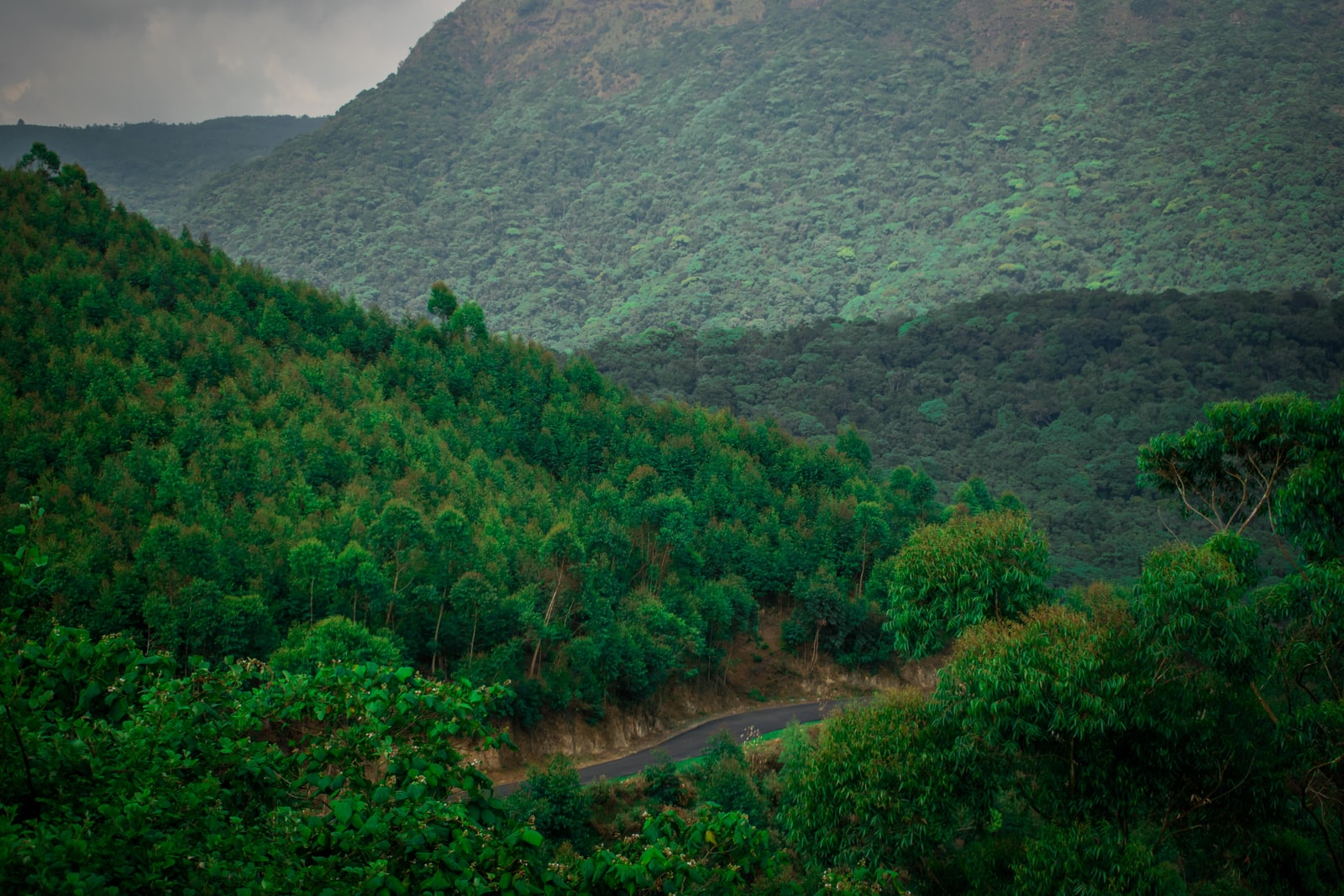 green-leafed trees