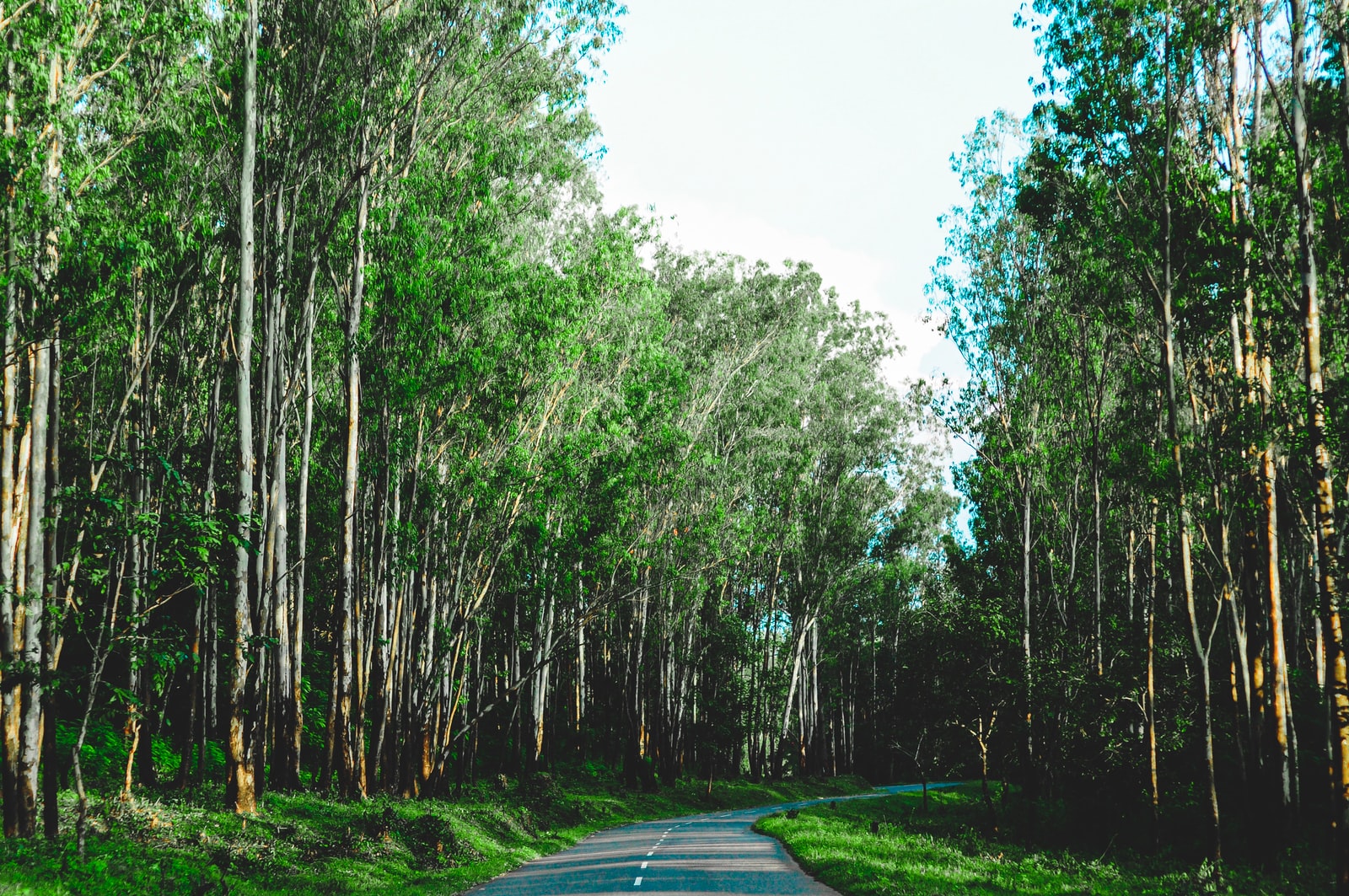 gray asphalt road between green trees during daytime