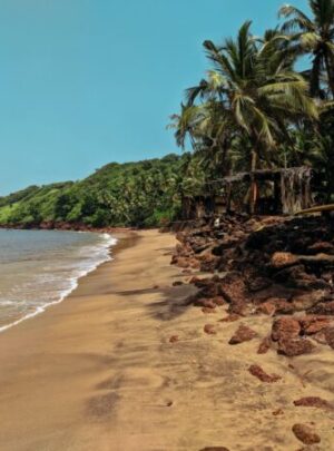 brown sand and green tree on beach clear blue sky goa